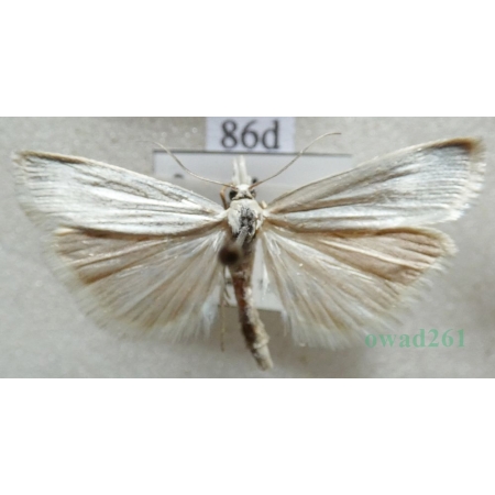 Crambus perlella (Scopoli, 1763) Wachlarzyk perłowy Czech86d